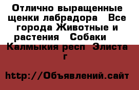 Отлично выращенные щенки лабрадора - Все города Животные и растения » Собаки   . Калмыкия респ.,Элиста г.